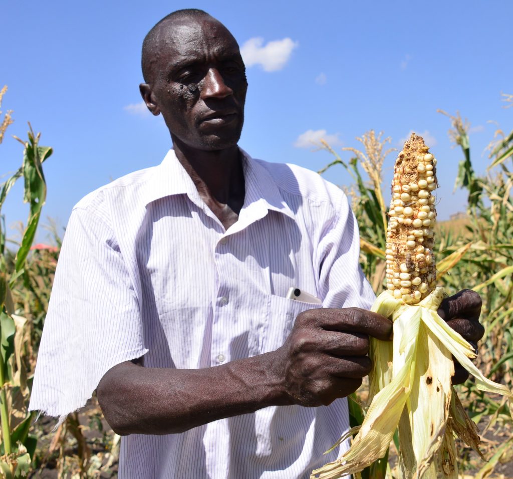 PHOTO 2 - Muasya displays maize ear severely devoured by FAW