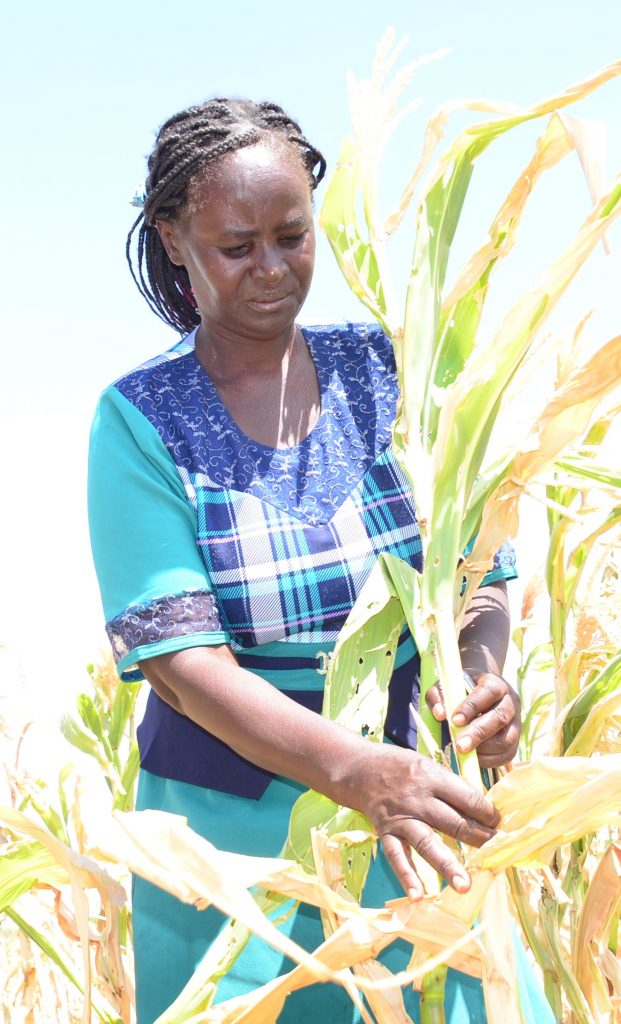 A distraught Elizabeth Nduku assesses the damage of the FAW on her maize farm.