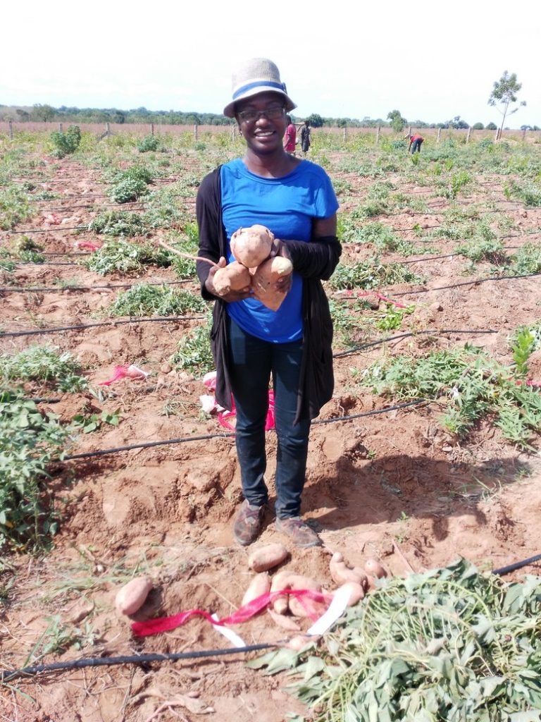 Harvesting sweetpotato in northern Ghana