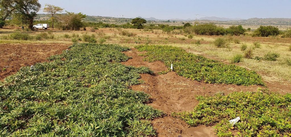 Second season crop in the field. L=Kabode variety; R=Ejumula variety (note leaf chlorosis caused by virus infection). Bunda, Tanzania. Photo credit: K. Ogero.