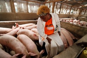 Kenyan Livestock Farmers Appeal for Importation of GM Animal Feeds