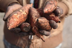 Cassava and Sweetpotato Project