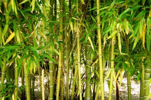 Bamboo Regeneration Project