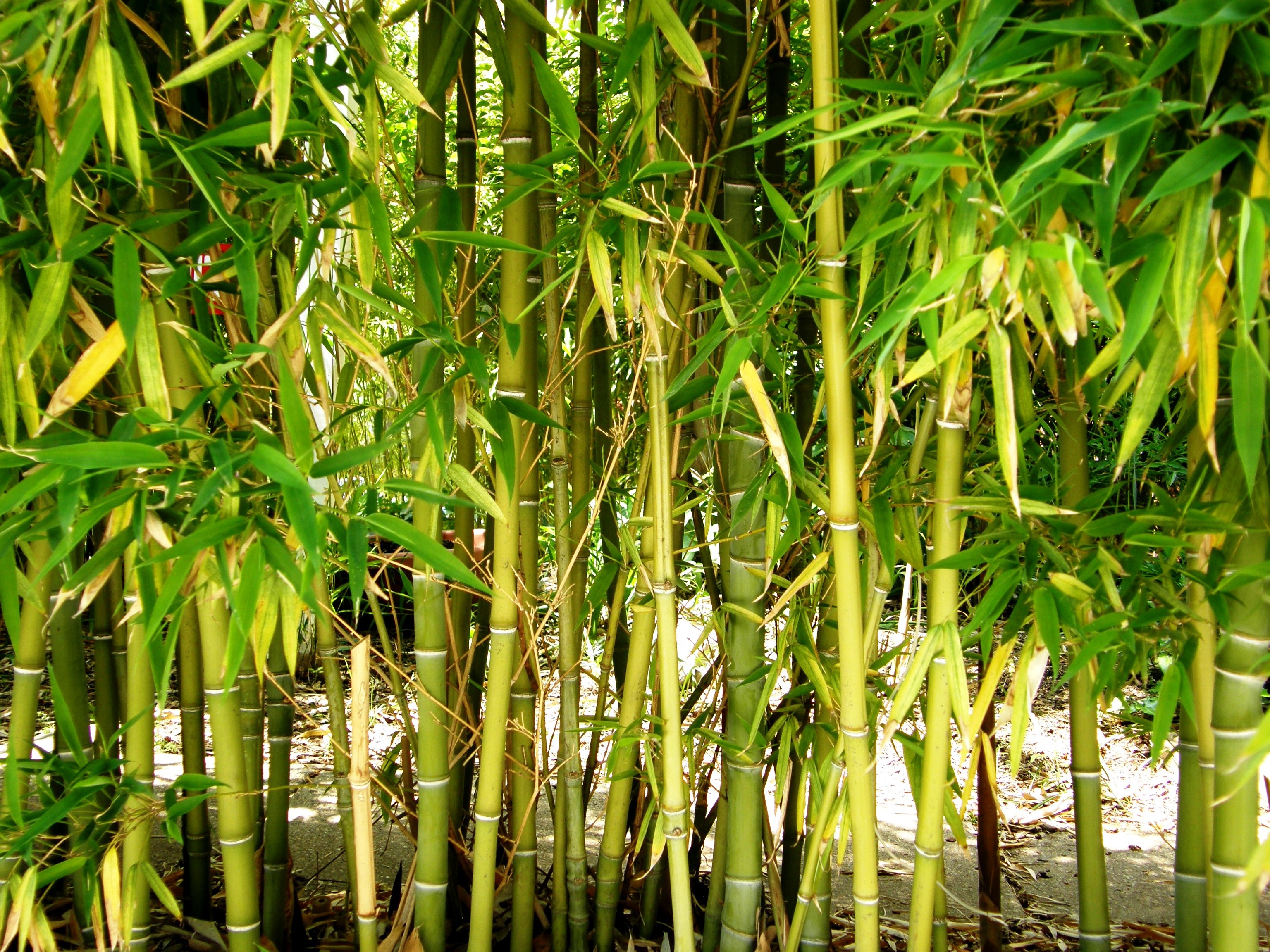 Bamboo Regeneration Project | ISAAA - AFRICENTER