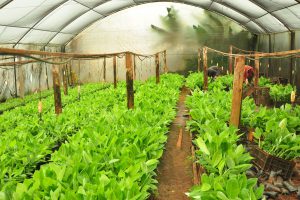 Banana Post-Harvest Loss Project