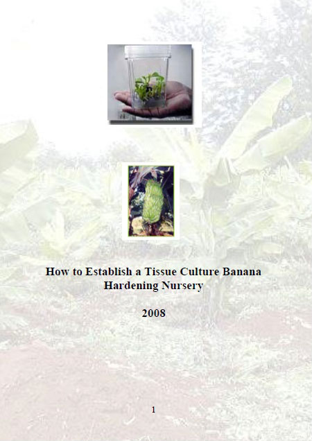 How to Establish Tissue Culture-Banana Hardening Nurseries
