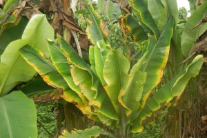Malawi Approves Confined Field Trials for Transgenic Bananas