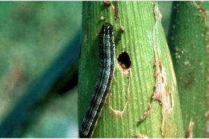 Genetically-modified Bt maize alternative for combating armyworms