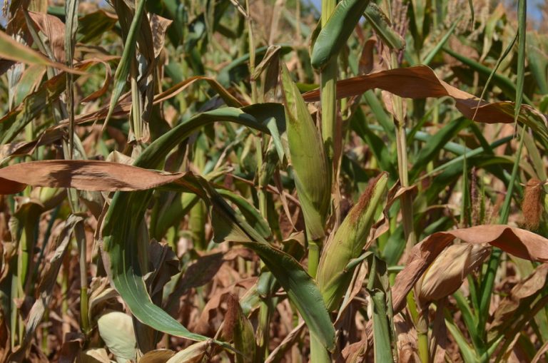 Farmers in Kirinyaga, Central Kenya, Urge the Government to Release