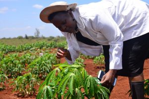 How European-Based NGOs Block Crop Biotechnology Adoption In Africa