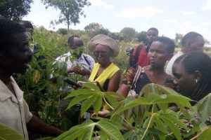 Tanzanian Farmers Urge Gov’t to Hasten Delivery of GE Crops