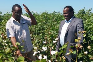Kenya’s Biosafety Regulators Hail Malawi’s Bt Cotton National Performance Trials
