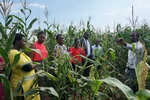 AU and FAO ask African Gov’ts to Promote Agri-Biotech to Help Combat Food Insecurity