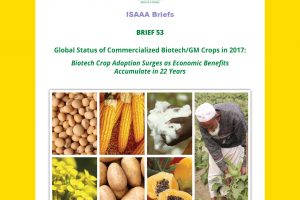 New Report shows Africa making Significant Strides in Research and Adoption of GM Crops