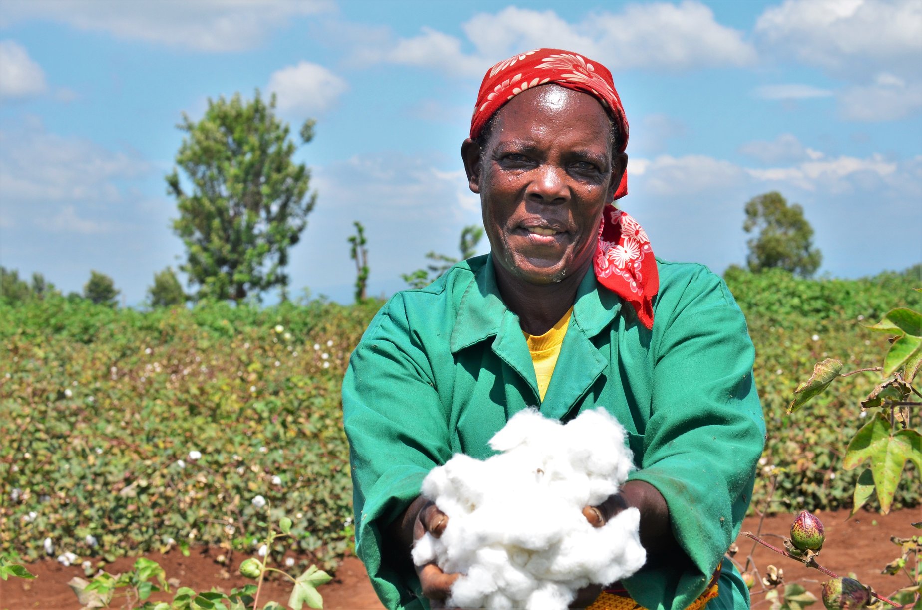 KENYA TO PLANT BT COTTON BY NOVEMBER 2020 ISAAA AFRICENTER