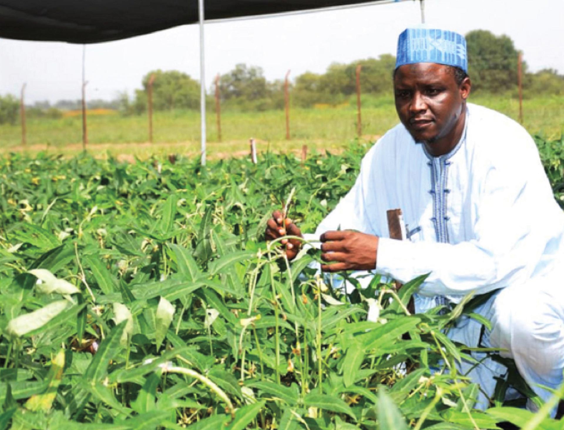 Origin Of Agriculture In Nigeria