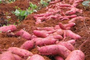 Understanding cultivar decline in sweetpotato for better seed systems interventions