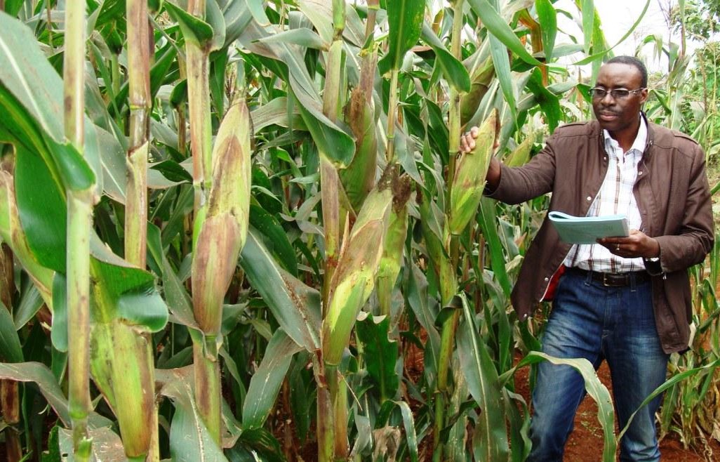 Key Lessons from Nigeria's Environmental Approval of TELA Maize ISAAA AFRICENTER