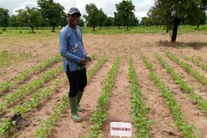 Biotech Cowpea will be a Game-changer for Ghanaian Farmers and Economy