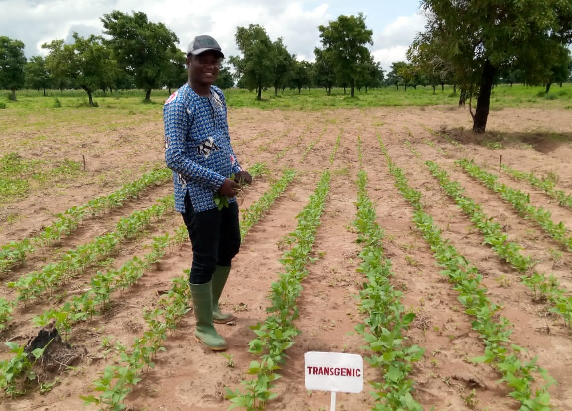 Biotech Cowpea will be a Game-changer for Ghanaian Farmers and Economy