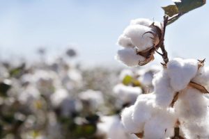 Kenyan farmers express satisfaction with Bt cotton performance