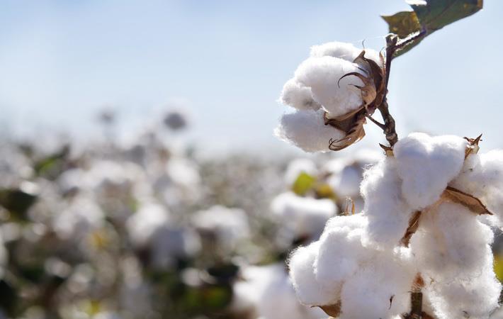 BT Cotton Expected to Boost Cotton Production in Kenya - Talk Africa