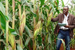 Nigeria approves GM Maize for Commercialization